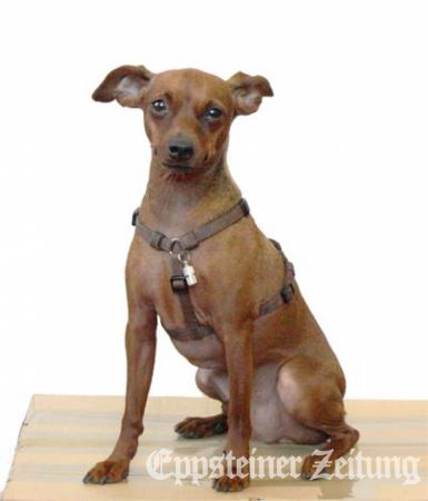 Der kleine Rehpinscher Dendy ist einer von 866 Hunden in Eppstein.Foto: EZ-Archiv