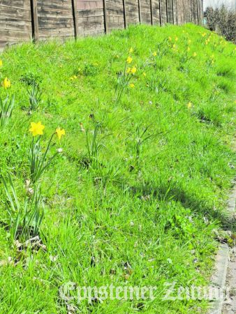 Die Frühjahrsblumen an der Wiesbadener Straße in Bremthal auf dem Weg zum Gewerbegebiet erfreuen Passanten.Foto: privat