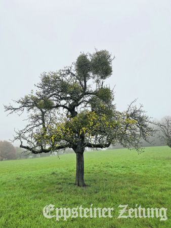 Von Misteln befallener Obstbaum Foto: EZ-Archivz