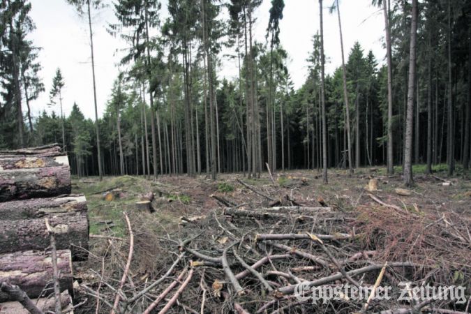 Trockenheit im Wald wie hier in der „Mark“ bei Oberjosbach erhöht die Waldbrandgefahr. Foto:EZ-Archiv