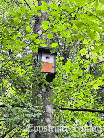 Nistkästen dienen dem Artenschutz.
            Foto: Stadt Eppstein