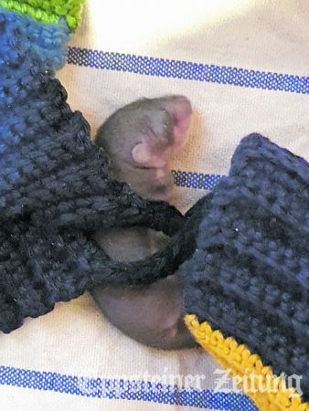 Der kleine Bilch auf dem Weg zu seiner Retterin.