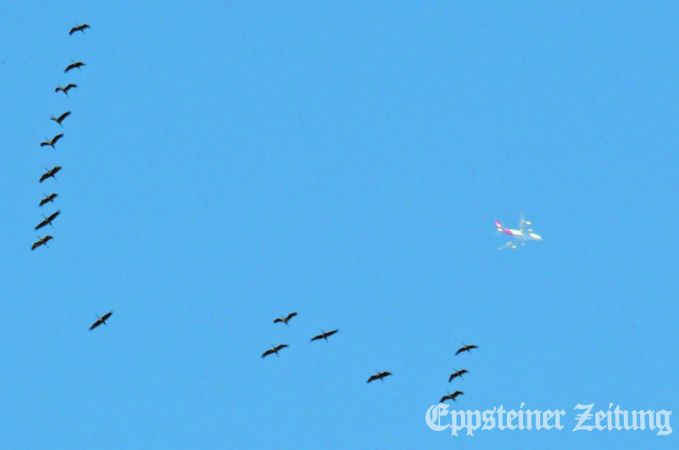 Die ziehenden Kraniche über Eppstein fotografierte Leser Dieter Neuhaus schon vor einigen Jahren.Foto: privat
