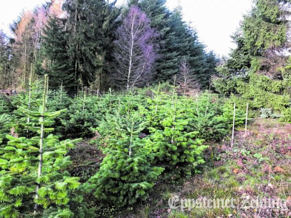 Weihnachtsbäume aus dem Eppsteiner Stadtwald.Foto: Mandy Gantz/HessenForst