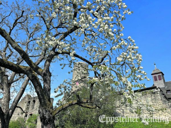Blühende Bäume im Ostzwinger der Burg. 
            Foto: Stadt Eppstein