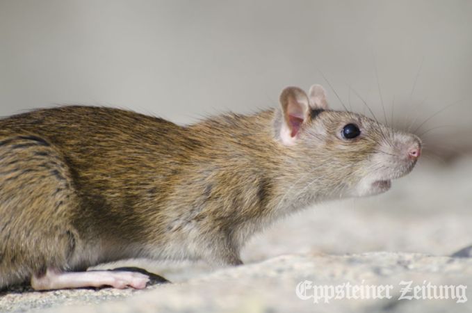Für die Bekämpfung von Ratten gelten neue Regeln.Foto: de.freepik.com.com