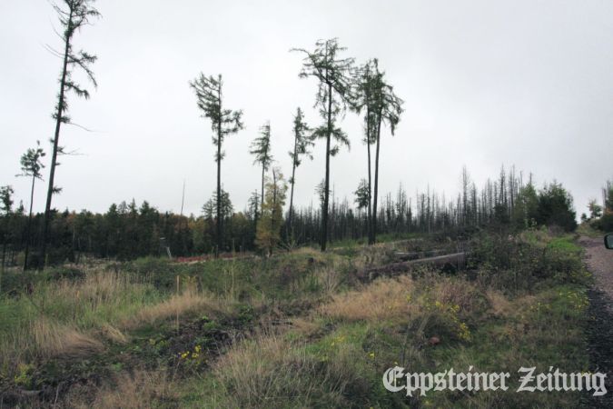 Blick vom Wirtschaftsweg in der Eppsteiner Exklave Mark bei Oberjosbach Richtung Norden zur Windvorrangfläche. Auch auf der zerstörten Waldfläche darunter werden noch keine Pionierbäume gepflanzt, bevor klar ist, wo die Zufahrt zum neuen Windpark verläuft.