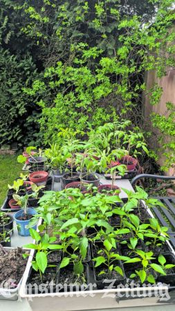 Pflanzen abzugeben.Foto: privat