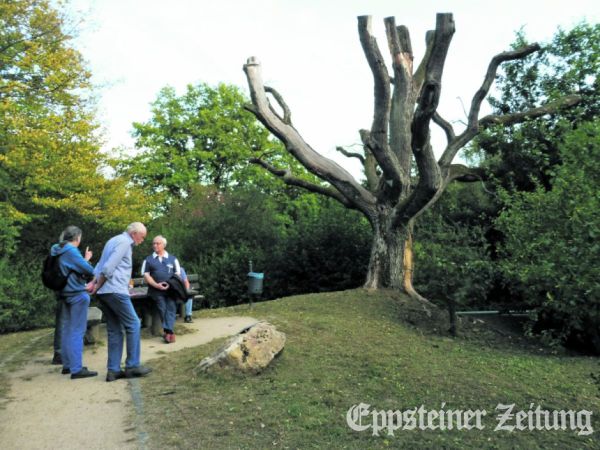 2020 stand die abgestorbene Eiche noch im Königsbachtal. Nun soll die Grünfläche gestaltet werden.Foto: EZ-Archiv