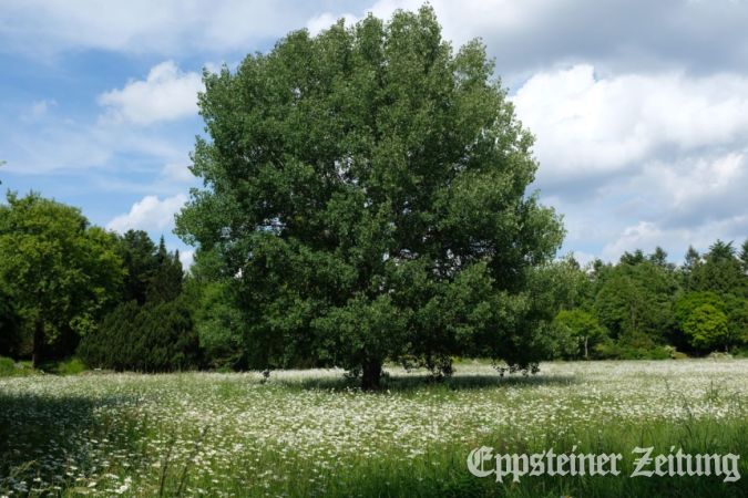 Zitterpappel – Baum des Jahres 2026.
             Bildautor: R.Fenner