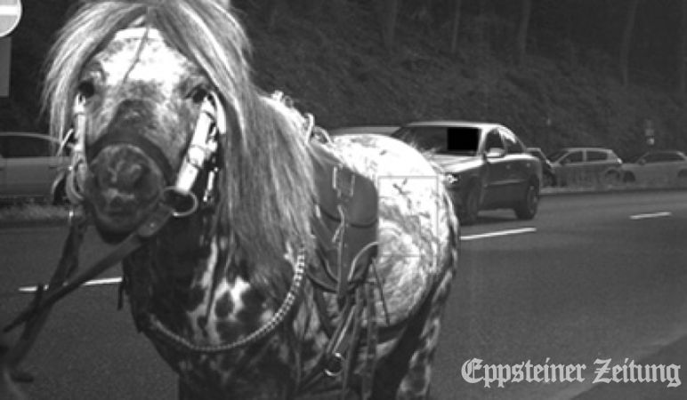 Das Blitzer-Pony von Eppstein: 2014 wurde statt des Autos, das die Anlage auslöste, Pony Stracciatello geblitzt. Foto: Stadt Eppstein