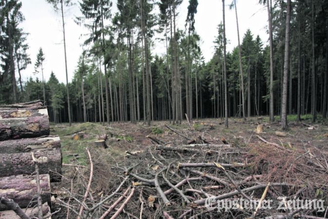 Trockenheit im Wald wie hier in der „Mark“ bei Oberjosbach erhöht die Waldbrandgefahr. Foto:EZ-Archiv