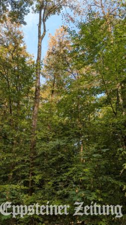 Das aktuelle Foto vom Bremthaler Wald zeigt anschaulich die geschädigten Kronen und die immer noch grünen, kleineren, besser beschatteten Buchen.Foto: privat