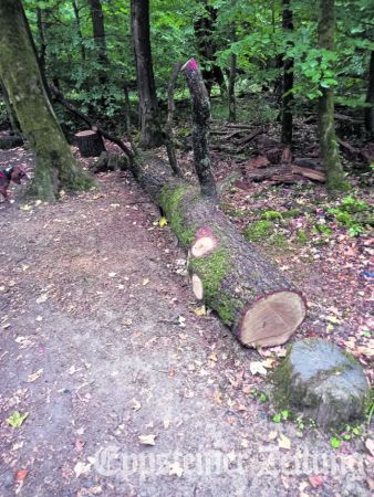 Ein Eichenstamm ergänzt den Geschicklichkeitsparcours auf dem Eulenpfad Bremthal.
Foto: privat