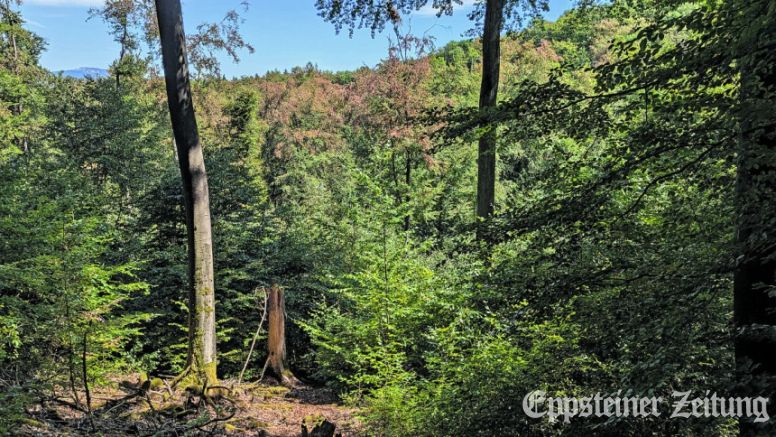 Das aktuelle Foto vom Bremthaler Wald zeigt anschaulich die geschädigten Kronen und die immer noch grünen, kleineren, besser beschatteten Buchen.Foto: privat