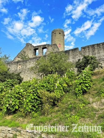 Der Wingert im S&uuml;dzwinger der Burg.

Foto: Burgmuseum Eppstein