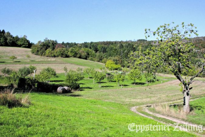 Trockene Wiesen und früh vergilbte Blätter an den abgeernteten Bäumen sind ein Indiz dafür, dass der Sommer viel zu trocken war.Foto: Julia Palmert