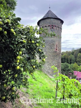 Im Südzwinger am Bettelbub reifen neben Trauben auch Quitten. Foto: privat