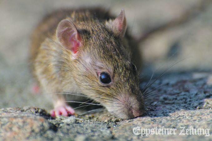 Ratten können zur Plage werden – vorbeugen hilft.
Foto: senivpetro/Magnific