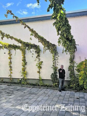 Seyfettin Özer hat den Biergarten geräumt, an den Seilen ranken die Hopfenpflanzen mit ihren üppigen Dolden. Gäste können sie am Samstag pflücken.